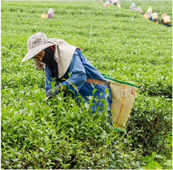 Health Benefits of Tea