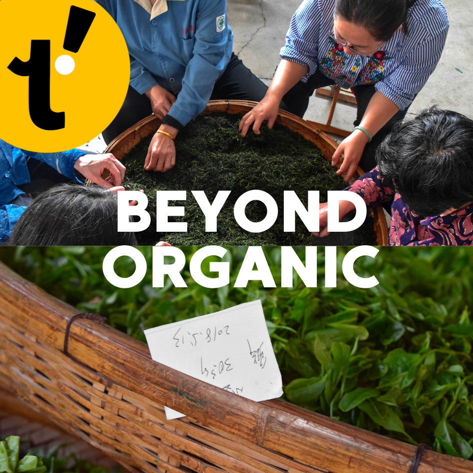 The Incredible Story of Our Tea Producers